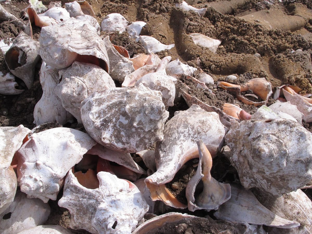 This April 16, 2015 story shows whelk shells just before thery were dumped into the Barnegat Bay in Berkeley Township, N.J. as part of a project by the American Littoral Society environmental group to re-establish an oyster colony on the bay floor.