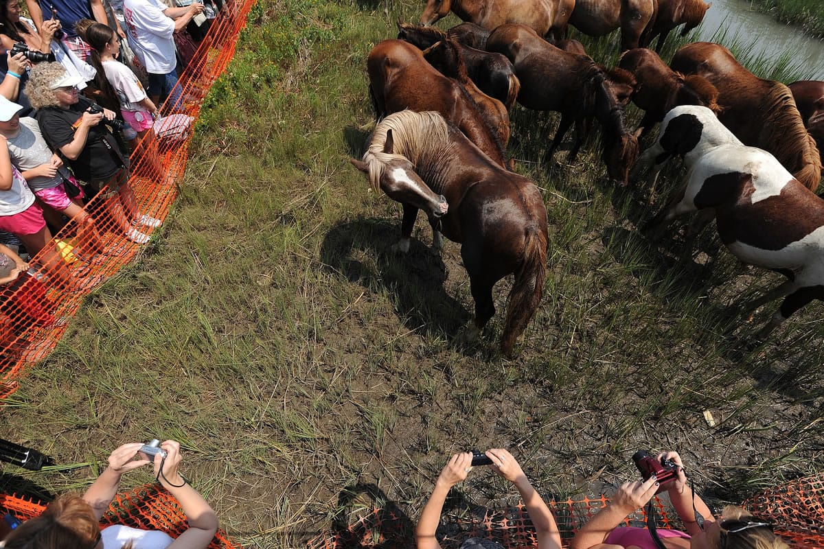 In this Wednesday, July 30, 2014 photo, spectators take photographs of Chincoteague ponies after their 89th annual Chincoteague Pony Swim in Chincoteague, Va. At the center is the stallion known as Surfer Dude. Volunteer Saltwater Cowboys found Surfer Dude's remains on Wednesday, May 13, 2015. He was 23 and one of the most popular Chincoteague Ponies. He likely died of natural causes, a member of the Chincoteague firefighters known as saltwater cowboys said Tuesday.