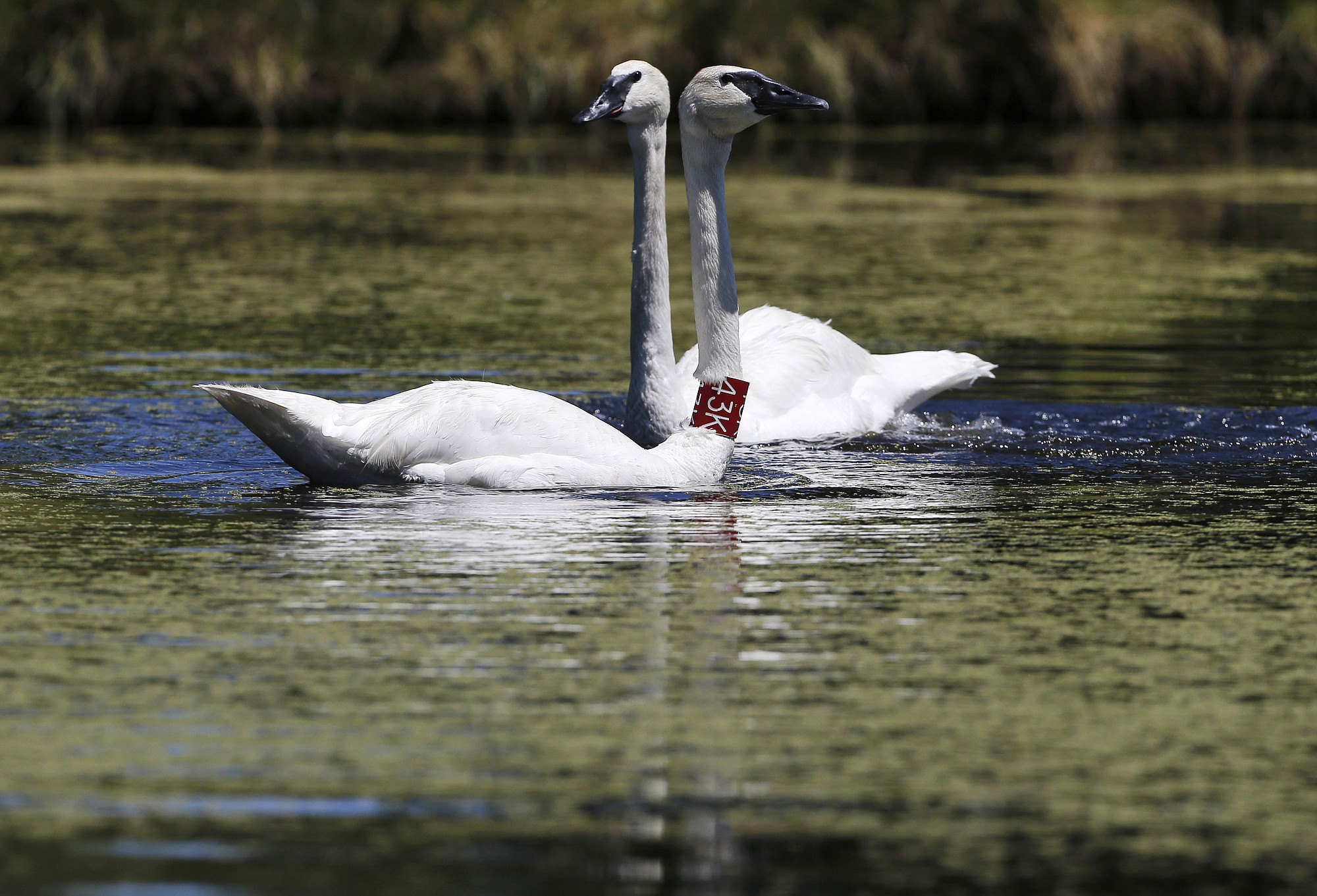 Trumpeter swans Chuck, left, with collar, and Grace swim around July 23 at the Sunriver Nature Center in Sunriver, Ore.