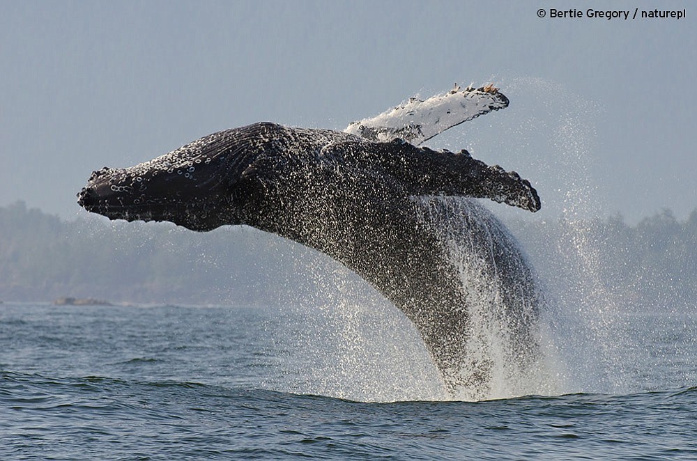 A photo of a humpback whale promotes a three-night special called &quot;Big Blue Live,&quot; starting Monday.