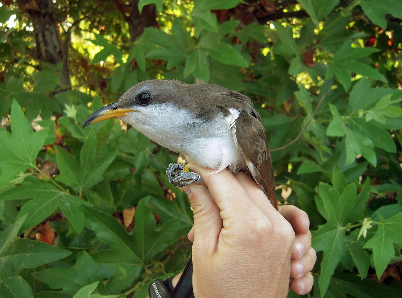 MARK DETTLING/Blue Point Conservation Science
The yellow-billed cuckoo lives in 12 western states and in Mexico and Canada; Arizona has the largest population.