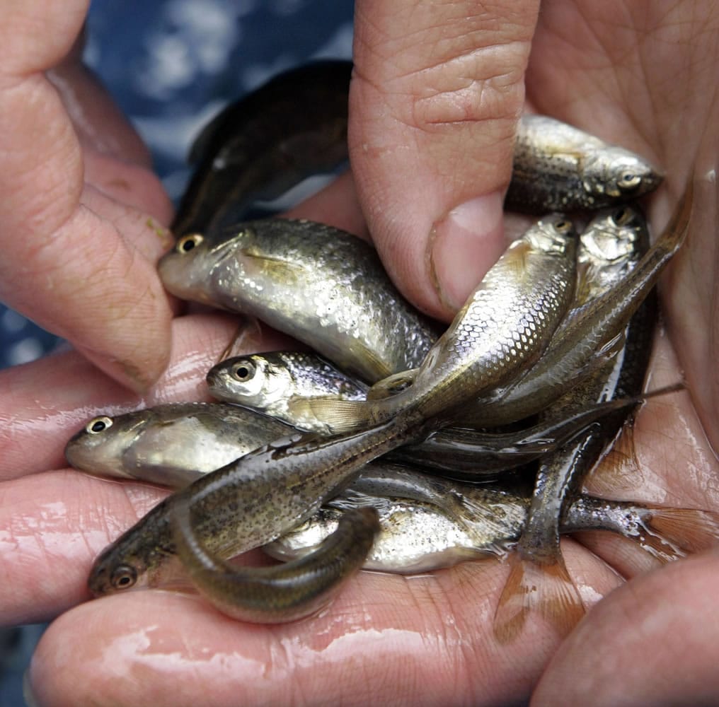 Oregon chub, found only in Oregon, has become the first fish in the U.S. removed from Endangered Species Act protection.