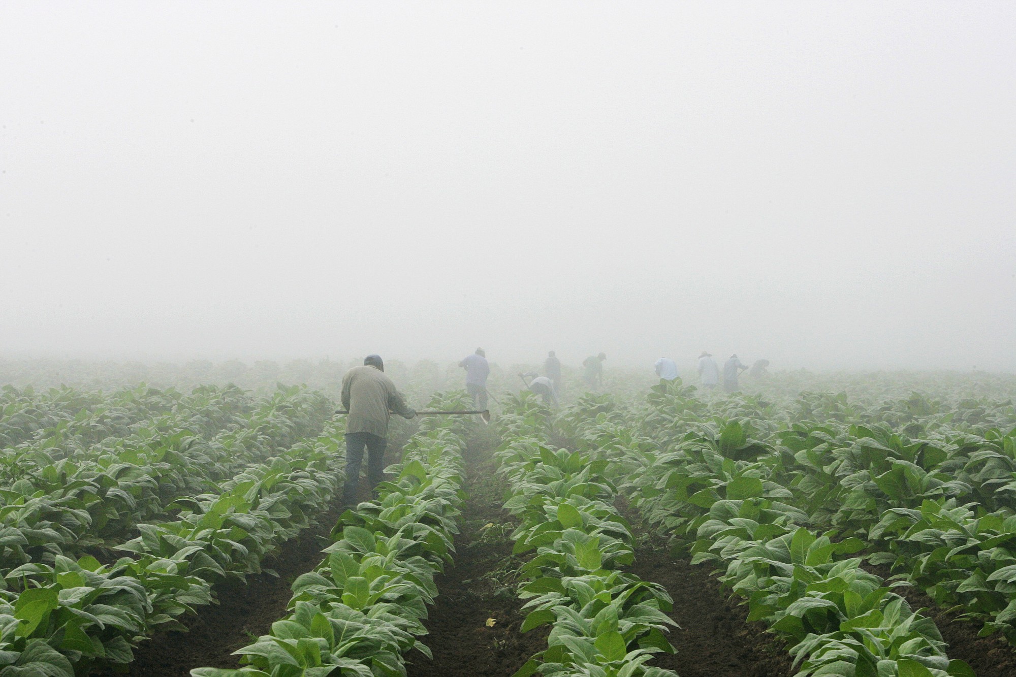 Farm workers make their way across a field shrouded in fog as they hoe weeds from a burley tobacco crop near Warsaw, Ky.