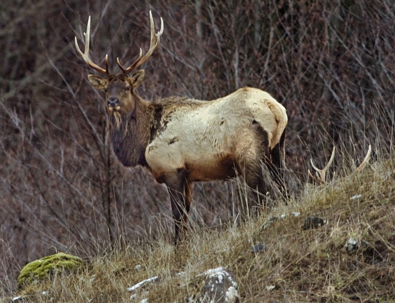The weather this winter has not been severe for the elk of the upper Toutle River valley near Mount St.