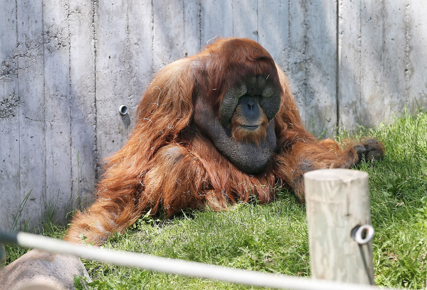 An orangutan relaxes at the Gorilla Forest at the Como Park Zoo in St.