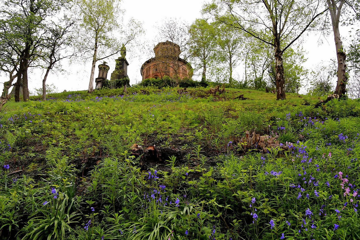 Bluebells in bloom at Glasgow's Necropolis, a 37-acre site that is home to thousands of graves in Glasgow, Scotland.