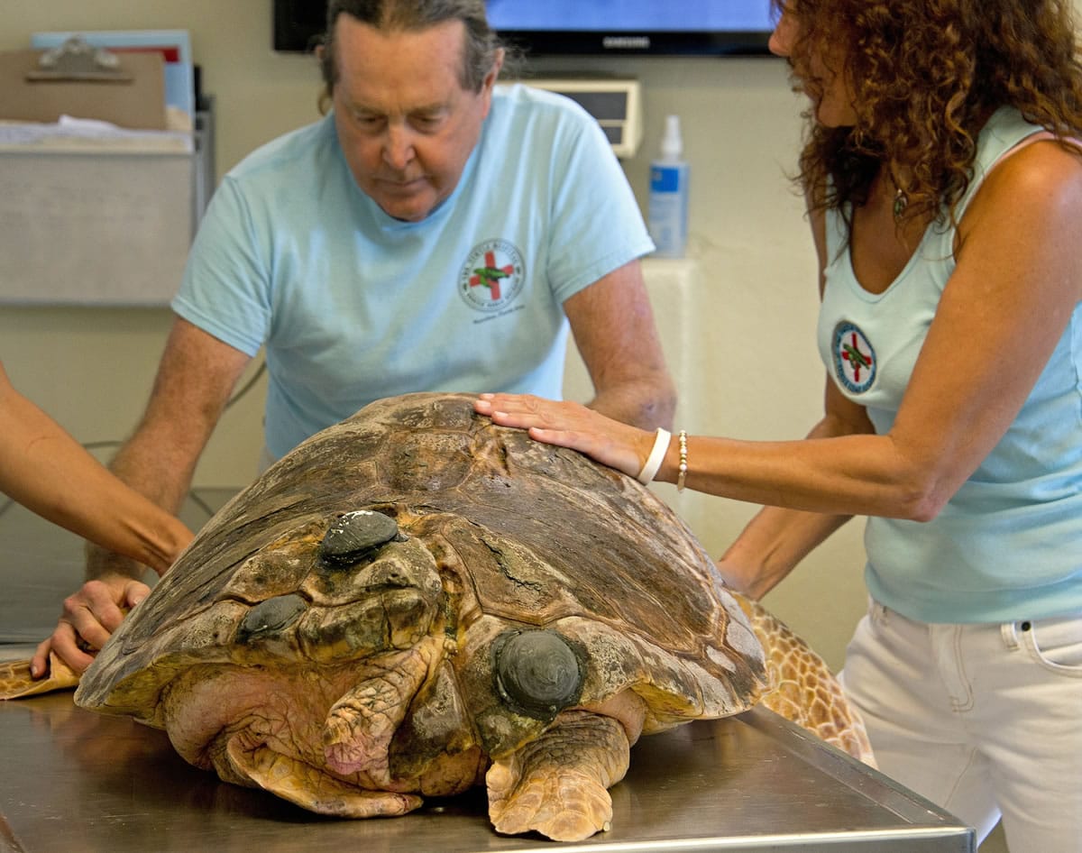 Richie Moretti, left, and Bette Zirkelbach move Sapphire, a subadult loggerhead sea turtle on a gurney at the Florida Keys-based Turtle Hospital in Marathon, Fla.
