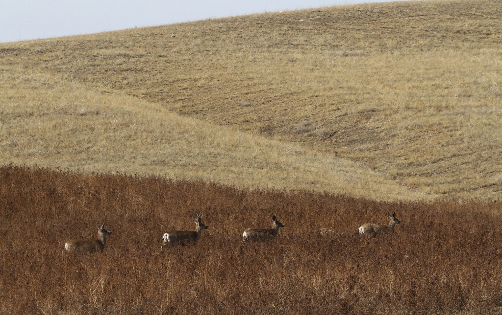 Mule deer wander a restored area at Spring Creek Mine in Montana.