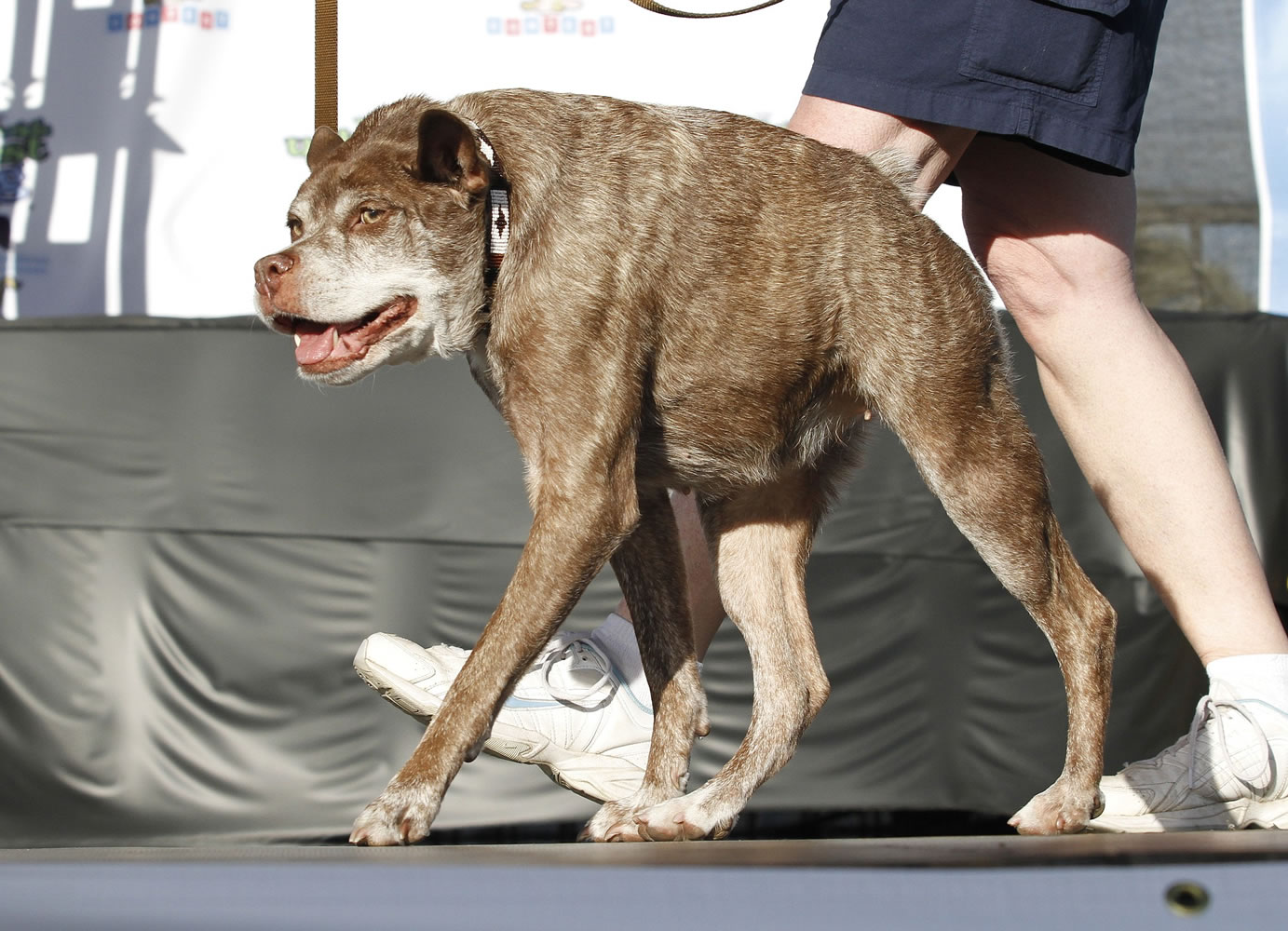 Quasi Modo, an 8-year-old mixed breed from Florida, walks across the stage June 20, 2014, during the World's Ugliest Dog Contest, at the Sonoma-Marin Fair in Petaluma, Calif.