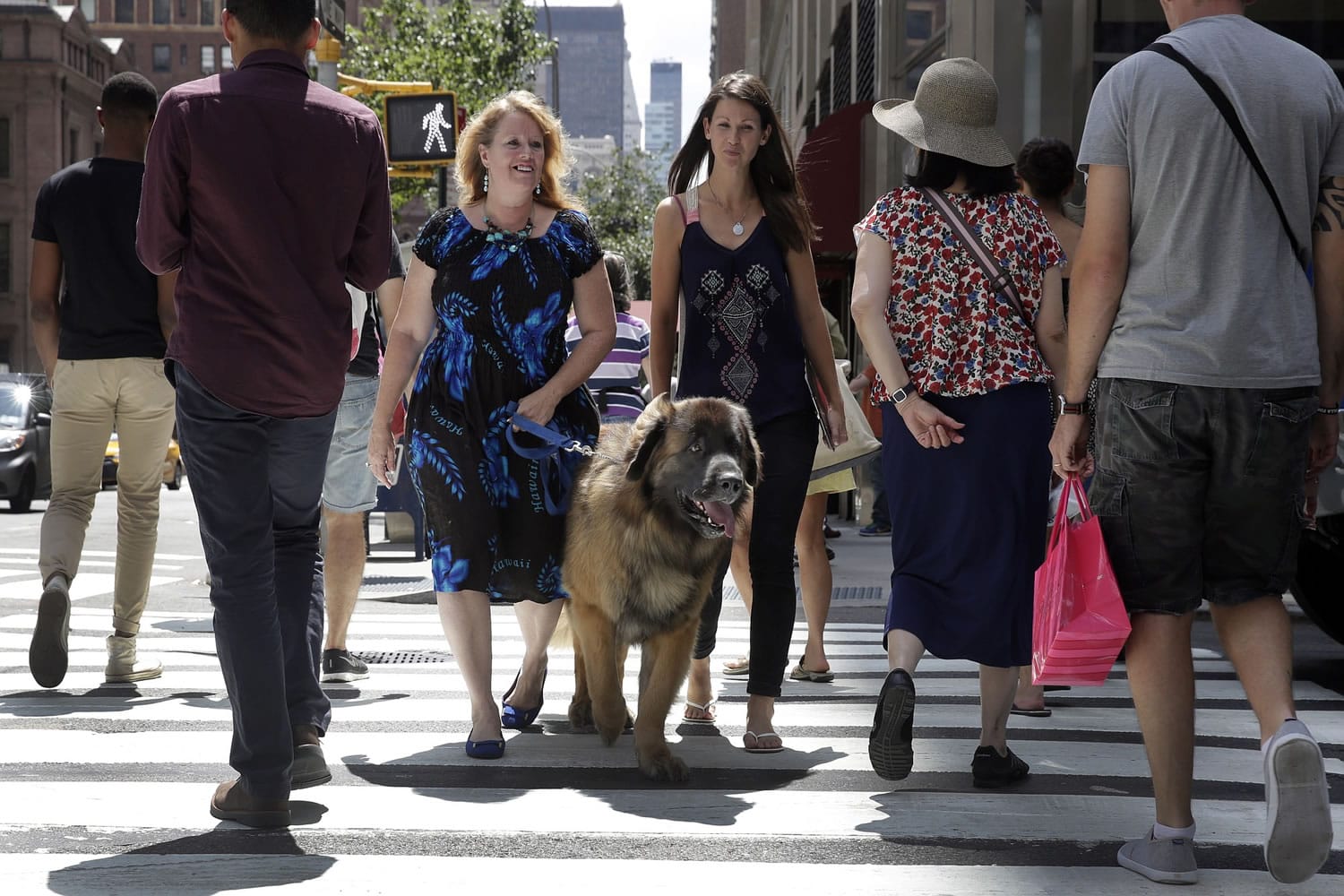Morgan Avila, left center, walks Magnito, a Leonberger, as he's evaluated by Sarah Fraser, right center, through pedestrians on Madison Ave.