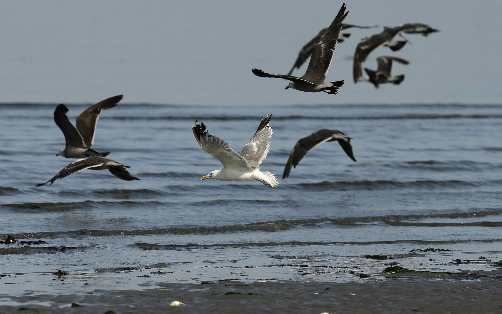 Seagulls fly off Whidbey Island near Clinton.