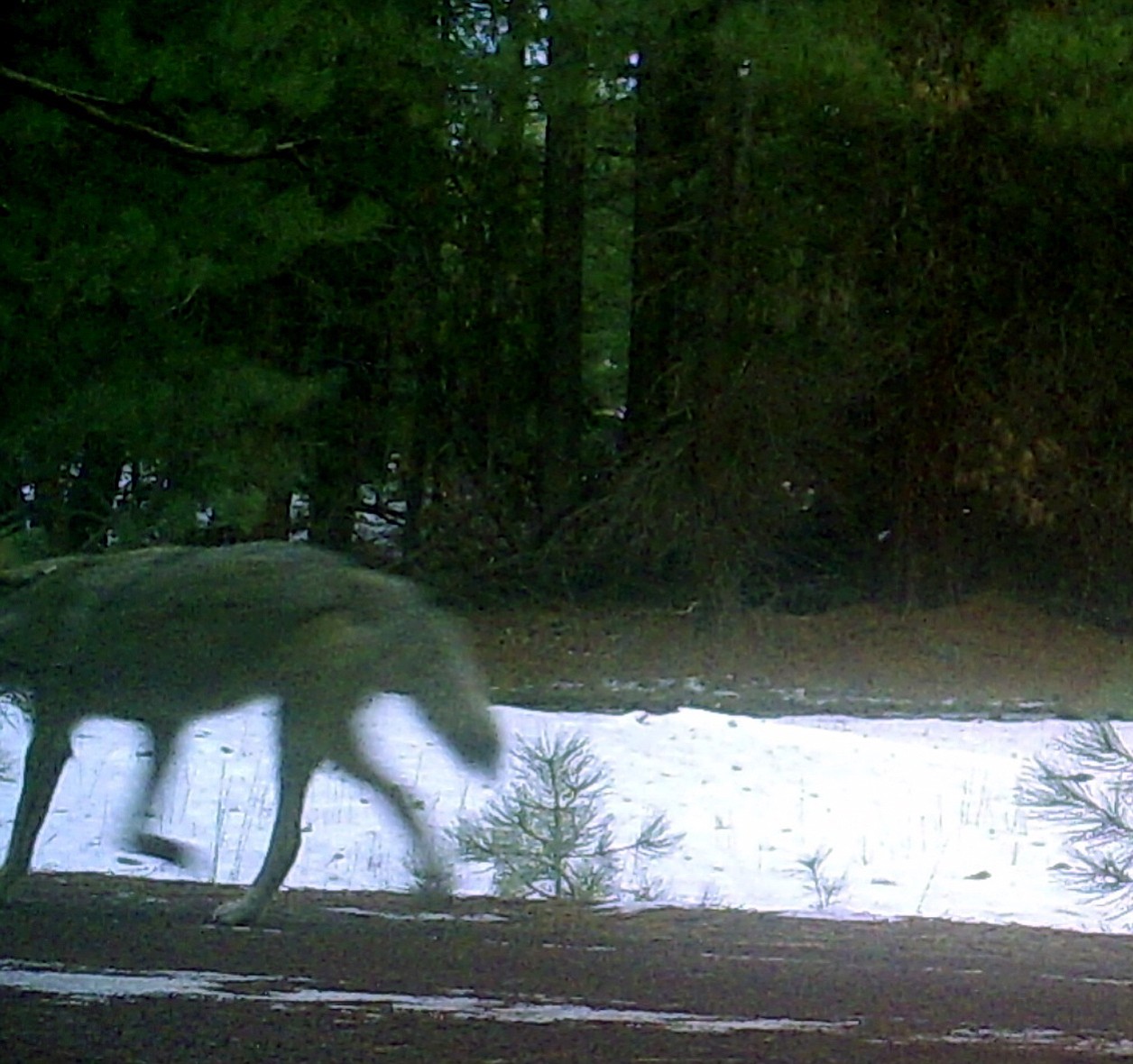 A wolf was caught Jan. 5 by a camera in the timberlands west of Keno, Ore.