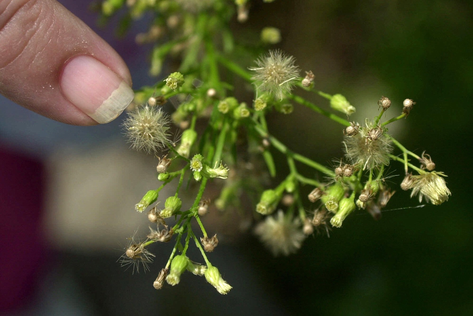 Pollen on a ragweed plant in is seen Newark, N.J. A new study says global warming will bring much more sneezing and wheezing to Europe by mid-century.