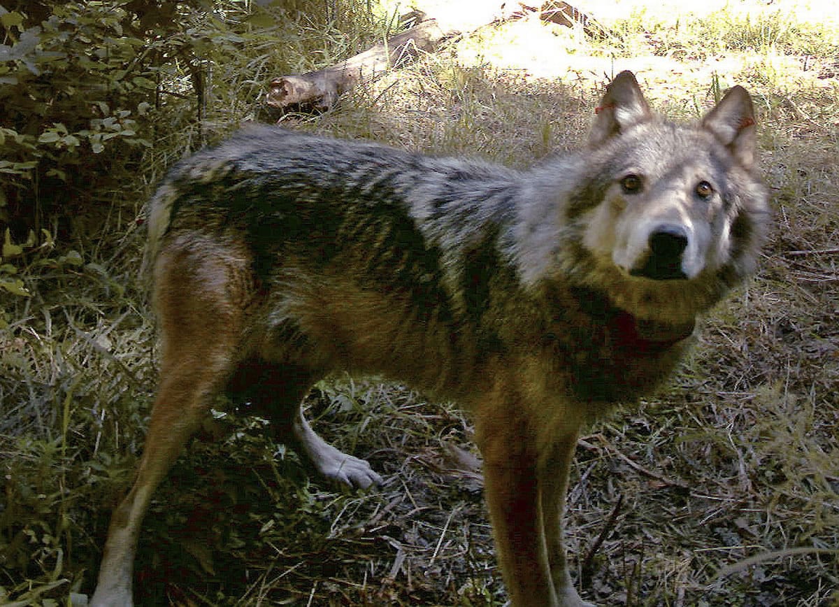 An adult gray wolf caught by a remote camera July 28, 2008 in Okanogan County's Methow Valley in Washington. Wolves are thriving in Washington, primarily on the eastern side of the Cascade Range.