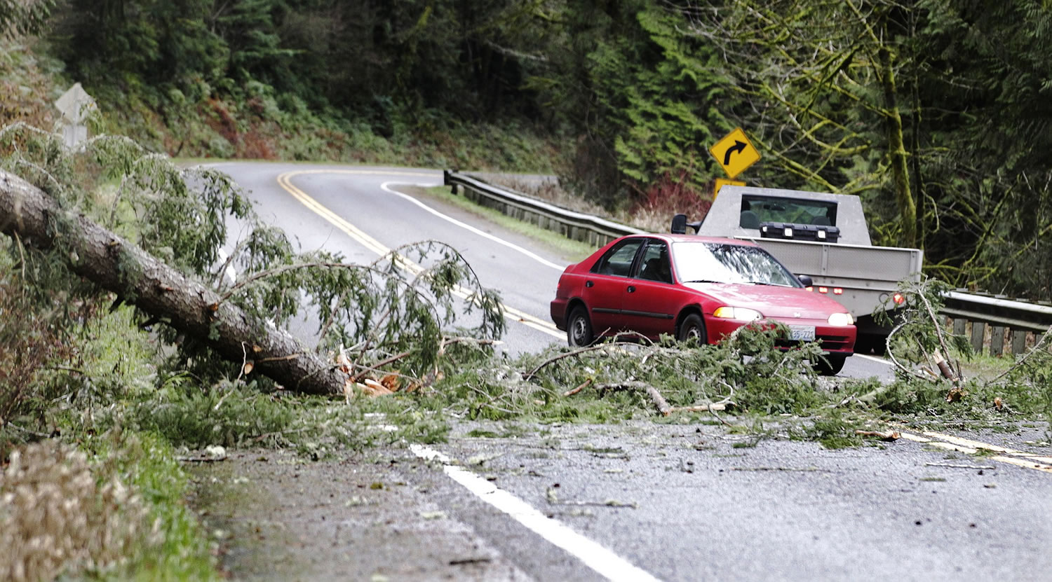 Motorists negotiate a downed tree across Rainier Road S.E.