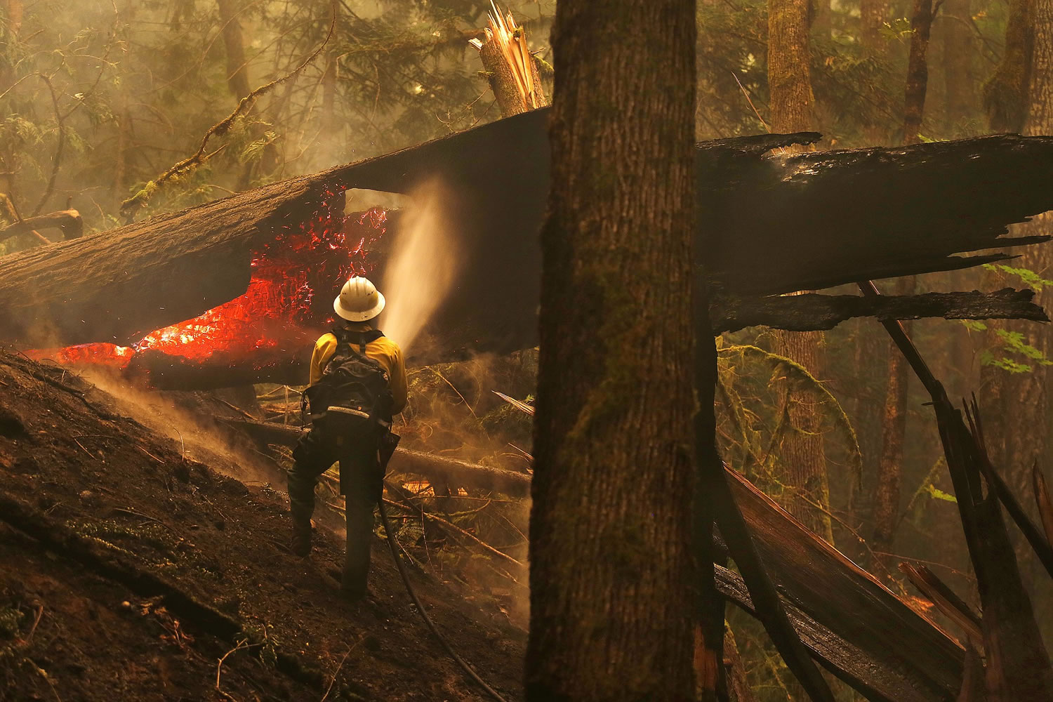 Firefighter Jay Flora sprays a hot spot on a downed tree along the Trail of Cedars across the river from Newhalem, Wash., Wednesday, Aug. 26, 2015. Smoky conditions grounded helicopters and airplanes Wednesday that had been fighting the fires.