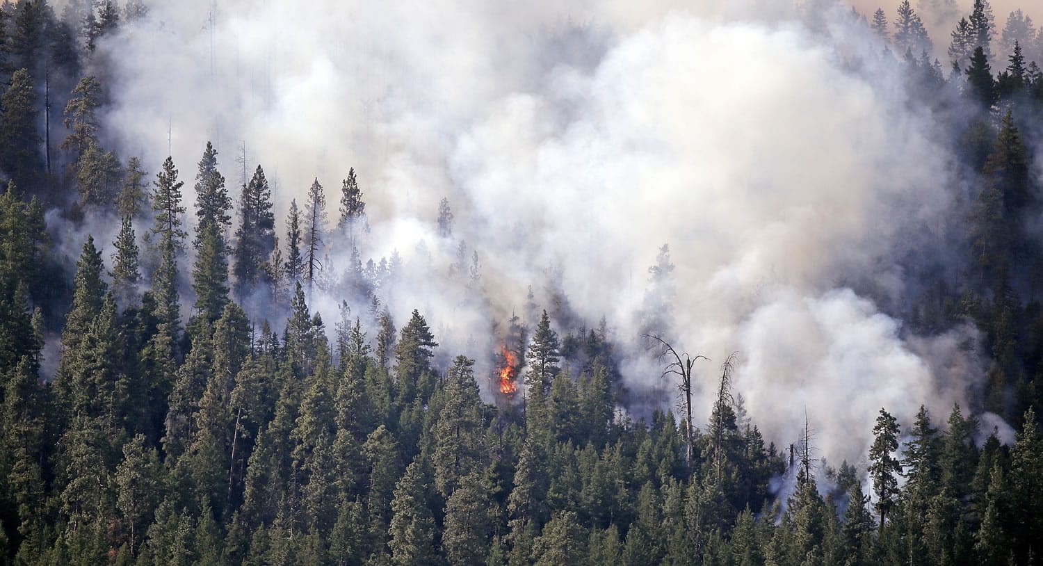 Smoke rises from a thickly timbered hillside as a tree goes up in flames in the hills above Twisp on Friday.