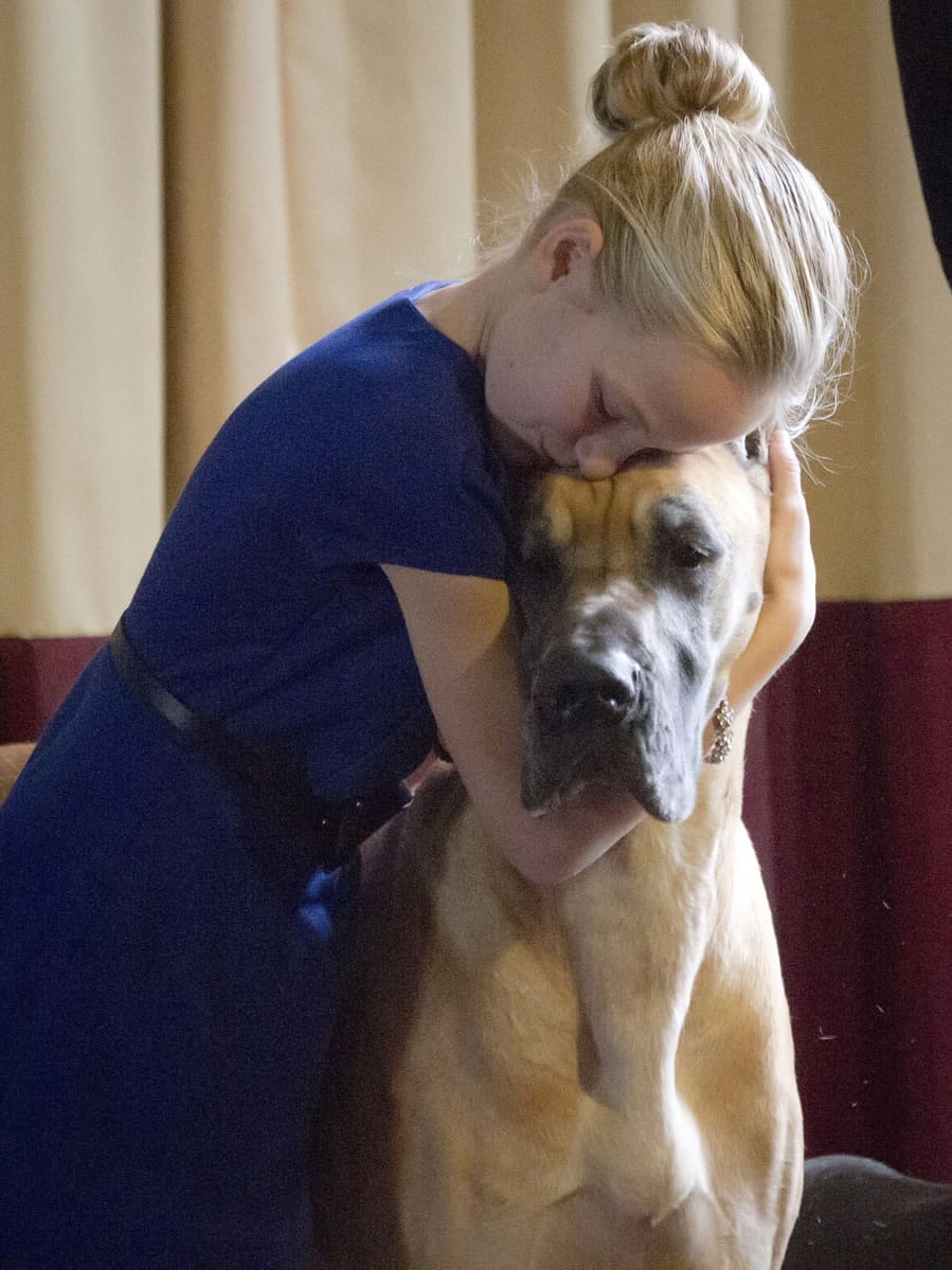 Emma Rogers, 11, of Columbus, N.J., hugs her great Dane Wednesday during a press preview for the 139th Annual Westminster Kennel Club Dog Show. Emma will face much older handlers and show a dog more than twice her weight at Westminster Feb.