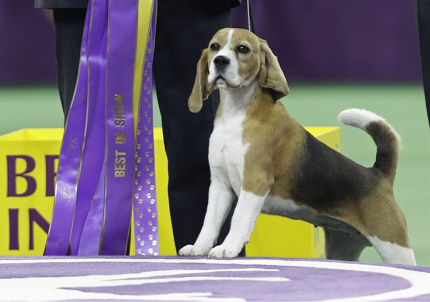 Miss P, a 15-inch beagle, with handler William Alexander, won Best in Show at the Westminster Kennel Club dog show Tuesday in New York.