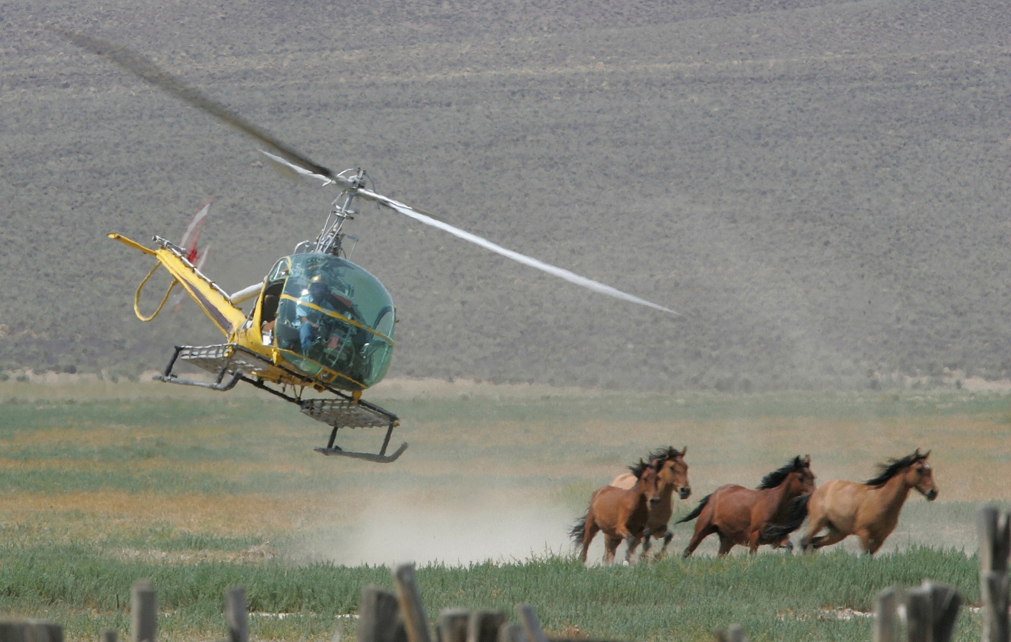 A helicopter pilot rounds up wild horses July 13, 2009 from the Fox &amp; Lake Herd Management Area in Washoe County, Nev.