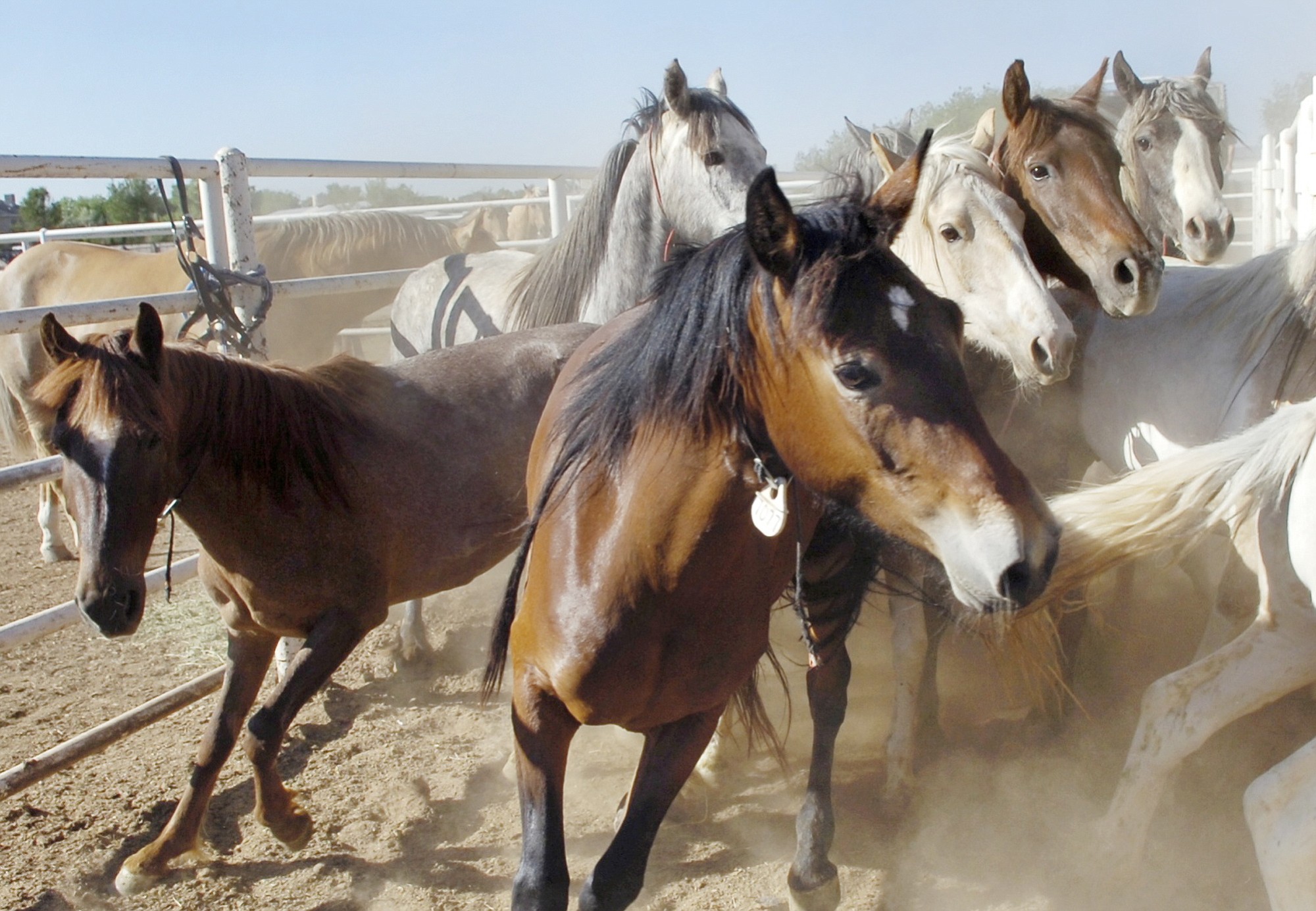 Marla Brose/Albuquerque Journal files
Wild horses run into the Bernalillo County Sheriff's Posse Arena in Albuquerque, N.M., in May 2006. Federal land managers are under fire from animal welfare activists for seeking to increase contracted holding space for wild horses removed from Western rangelands.
