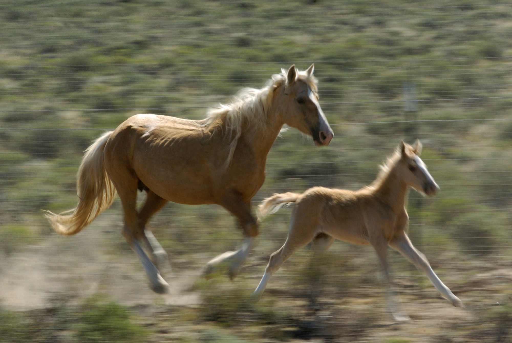 A mustang and her calf run May 17, 2006, at the Forever Free Mustang refuge near Bend, Ore. Wild horse advocates are challenging U.S.