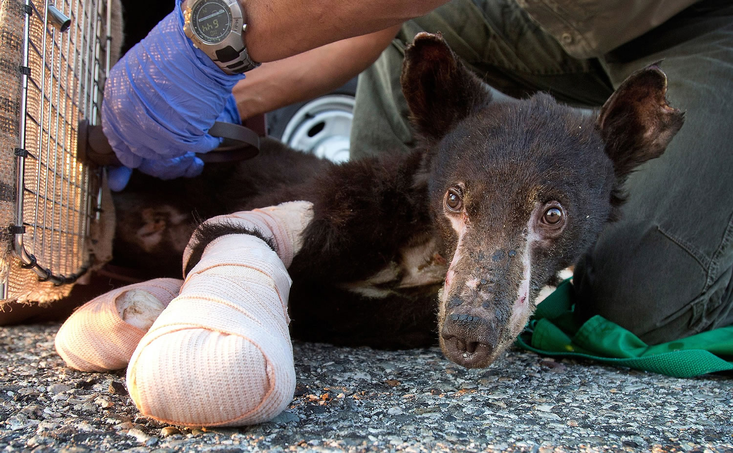 A female bear cub with badly burned paws who had been named Cinder is put into a crate before a flight Aug. 4 from East Wenatchee to Lake Tahoe, Calif.