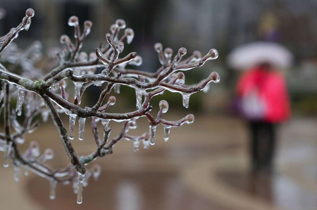 A University of North Alabama student walks with an umbrella Monday in Florence, Ala., to shield herself from the rain as ice decorates tree branches on campus.