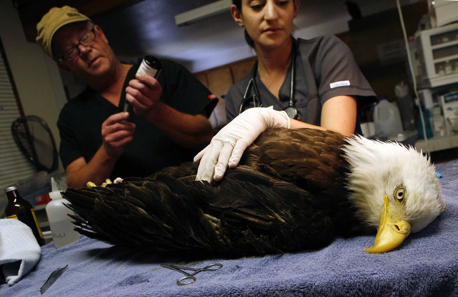 Veterinarian Dr. Jeff Cooney, left, and Laura Hardy, a veterinary student, treat the wounded left wing of a bald eagle Wednesday at High Desert Wildlife Rescue and Rehabilitation near Bend, Ore.