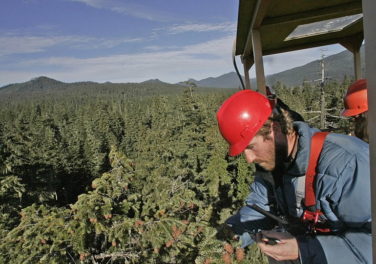 Perched high in the tops of the trees in a Wind River Canopy Crane, University of Washington researcher Matt Schroeder inspects an old-growth Douglas fir that has an overabundance of cones in 2007 in Carson.