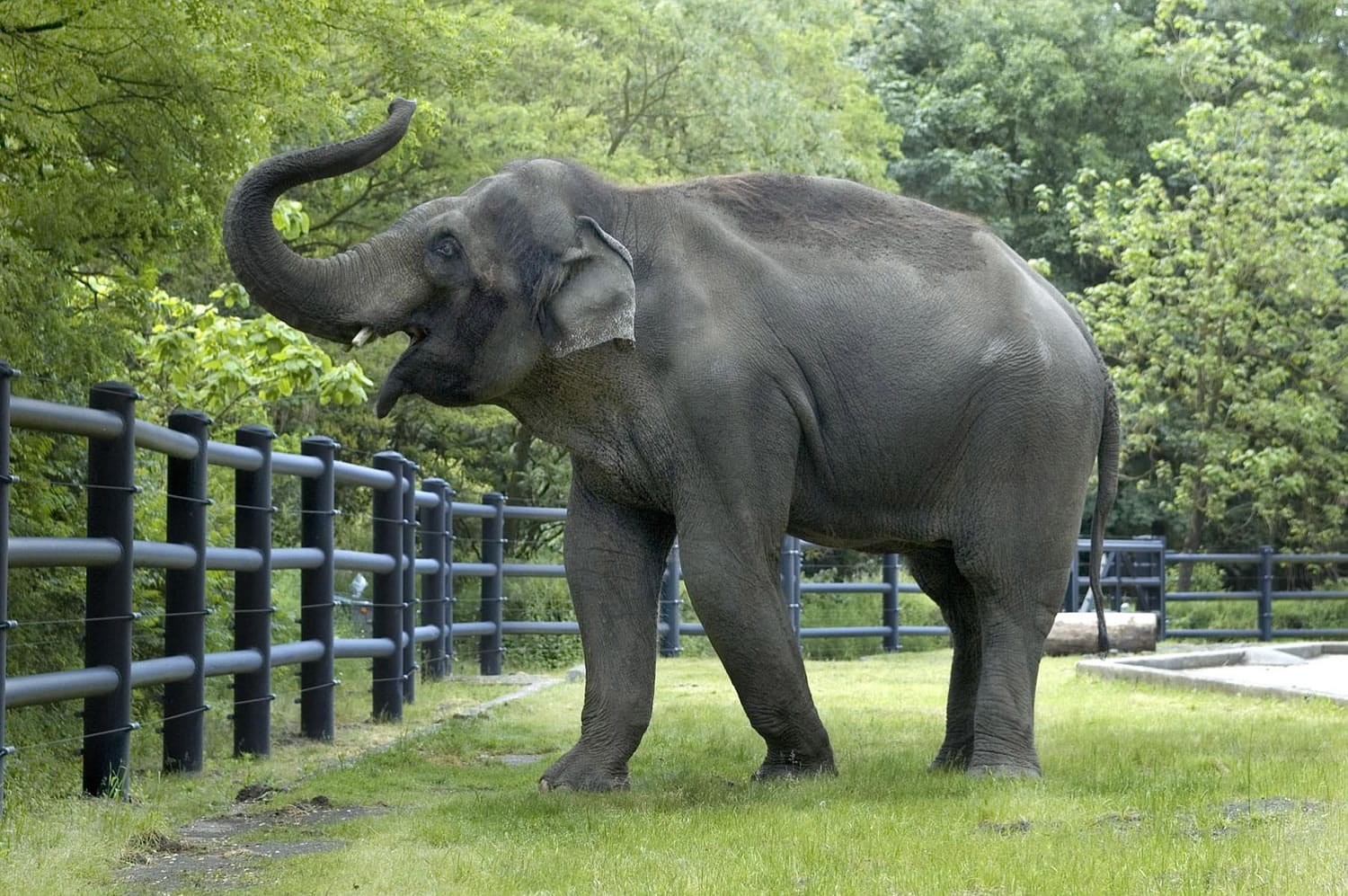An elephant known as Rama walks at the Oregon Zoo in Portland, Ore. The Oregonian reports that Rama was euthanized Monday.