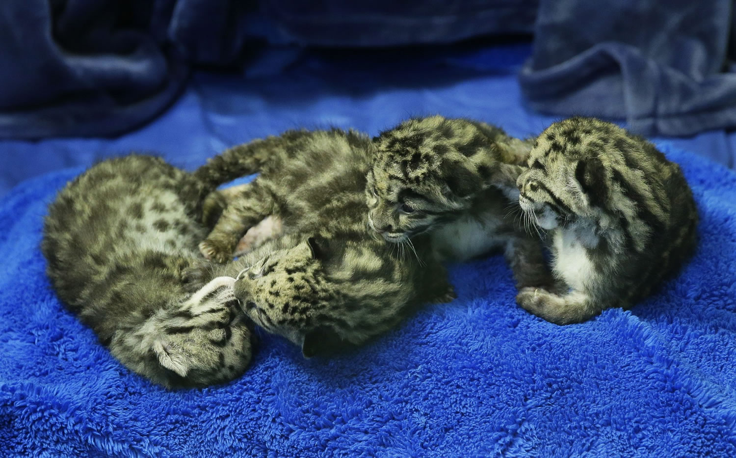 Four clouded leopard cubs, some nearly asleep after a feeding, gather together at the Point Defiance Zoo &amp; Aquarium, Friday in Tacoma. The quadruplets were born on May 12 and now weigh about 1.7 lbs. each.