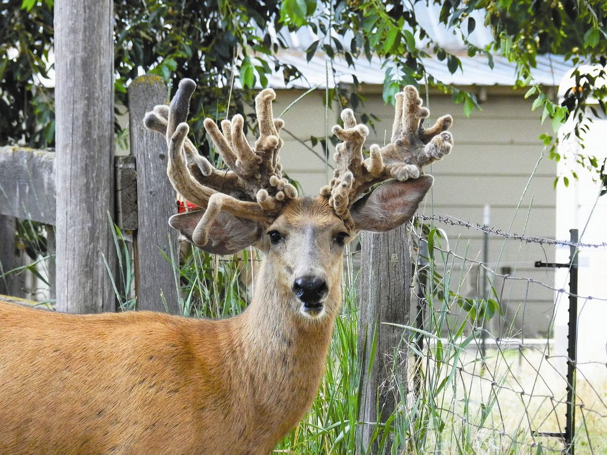 This buck with an unusual rack frequented Lewiston neighborhoods for about five years.