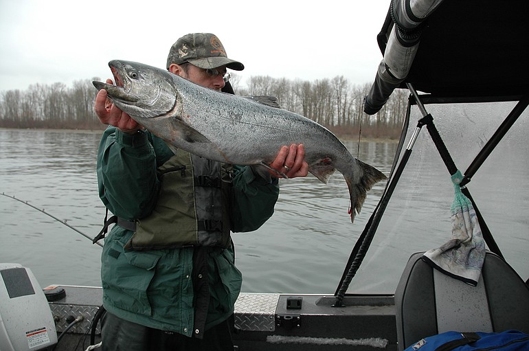 A spring chinook caught in early March 2009 near the upper end of Bachelor Island.