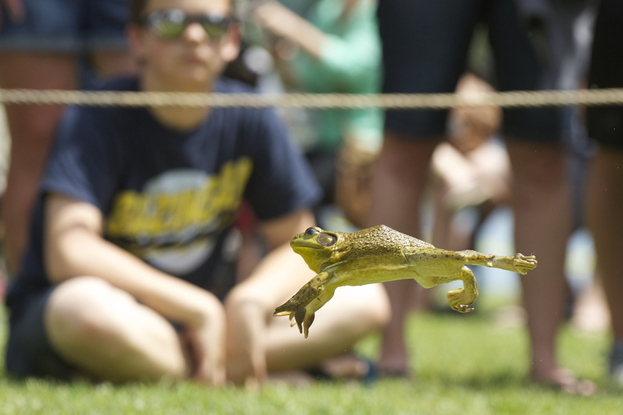 WOODLAND: A frog jumps for glory during the annual Frog Jump competition during the 2013 Planters Days celebration in Woodland.