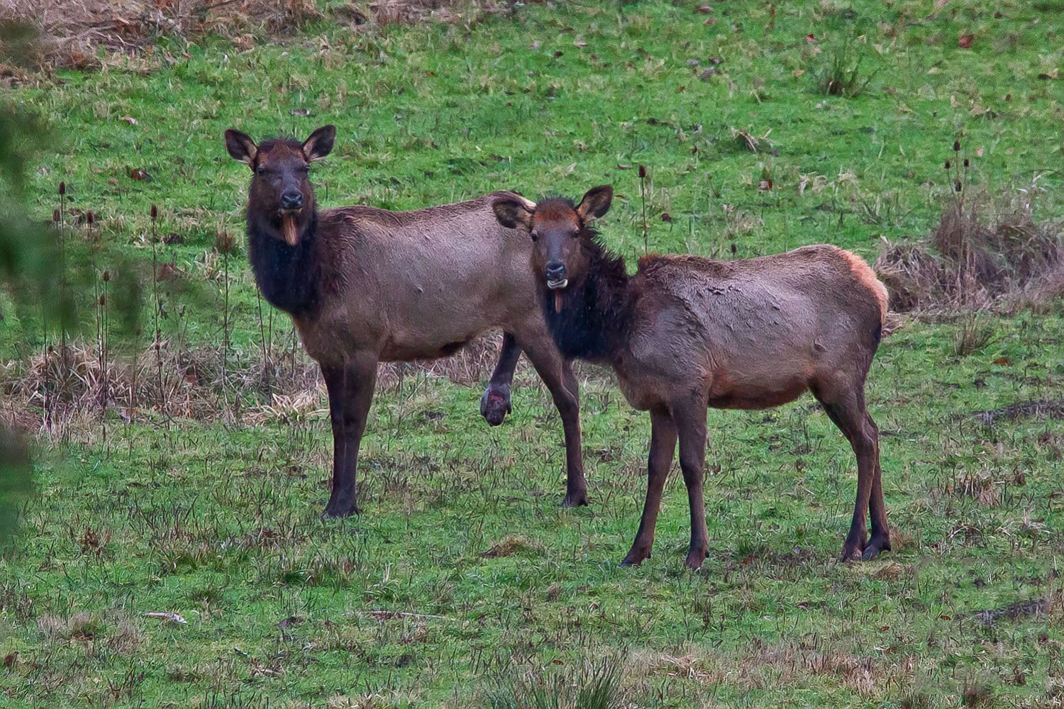 Elk with hoof disease have been sighted in Southwest Washington for close to two decades. (Photo by Mount St.
