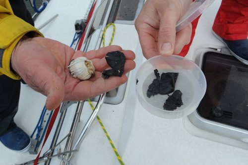 Crewmembers from the sailing vessel L'Orca display pieces of whale flesh and a barnacle left aboard their boat after it was struck by a breaching whale near Astoria, Ore. on Thursday.