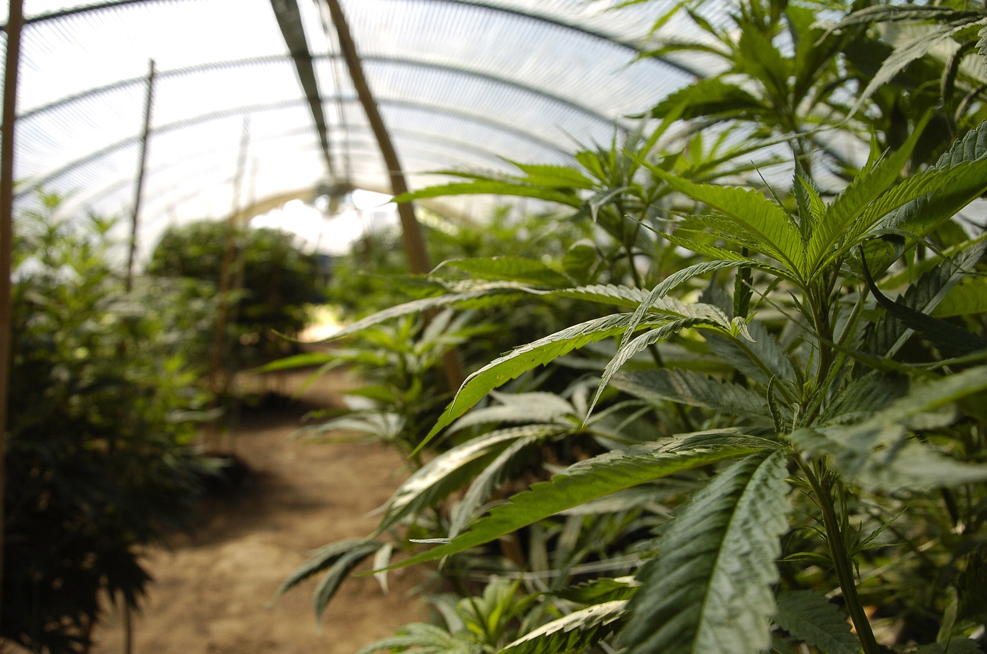 Plants grow at Tom Lauerman's medical marijuana farm in Vancouver. Lauerman hopes to get some of his established medical product line into the recreational market through a potential tribal partner.