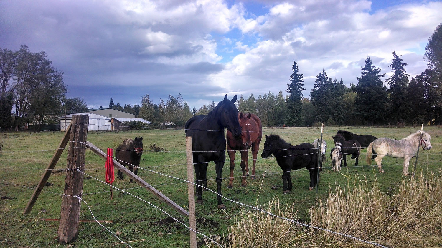 Clark County Animal Control officers corralled 18 miniature horses that had escaping their pasture and wandering onto Northeast 88th Street near Andresen Road Wednesday afternoon.