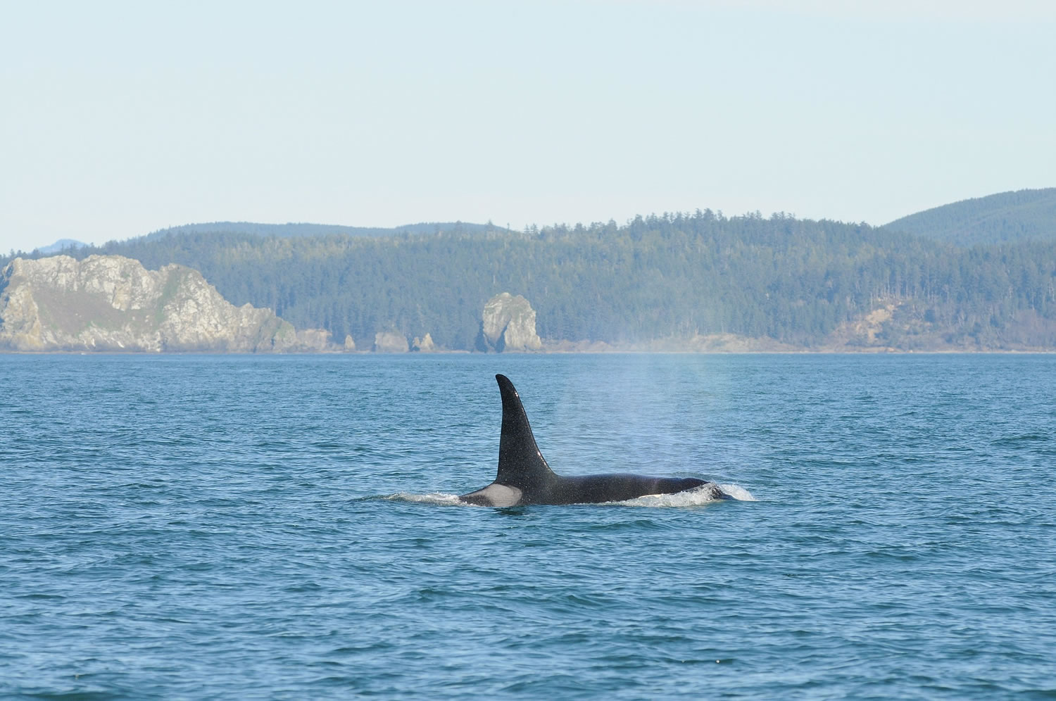 Federal researchers are working to learn more about the diet of whales off the West Coast and the role of Columbia River salmon.