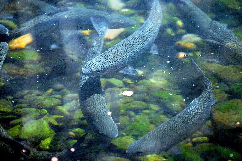 More than 100,000 rainbow trout have been stocked in the six Southwest Washington lakes and reservoirs opening on Saturday