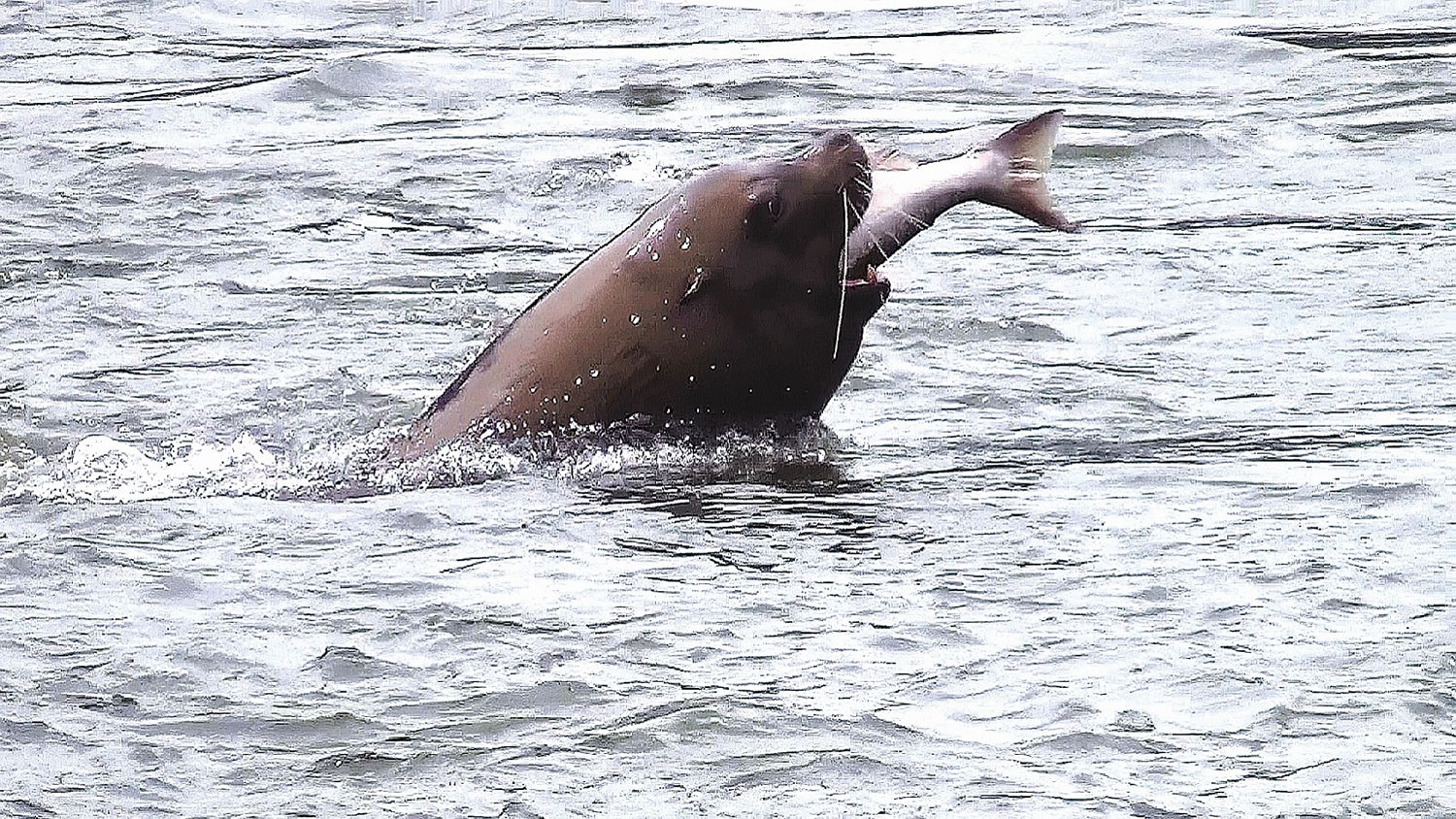 A sea lion in the lower Columbia River completes a fine meal of chinook salmon.