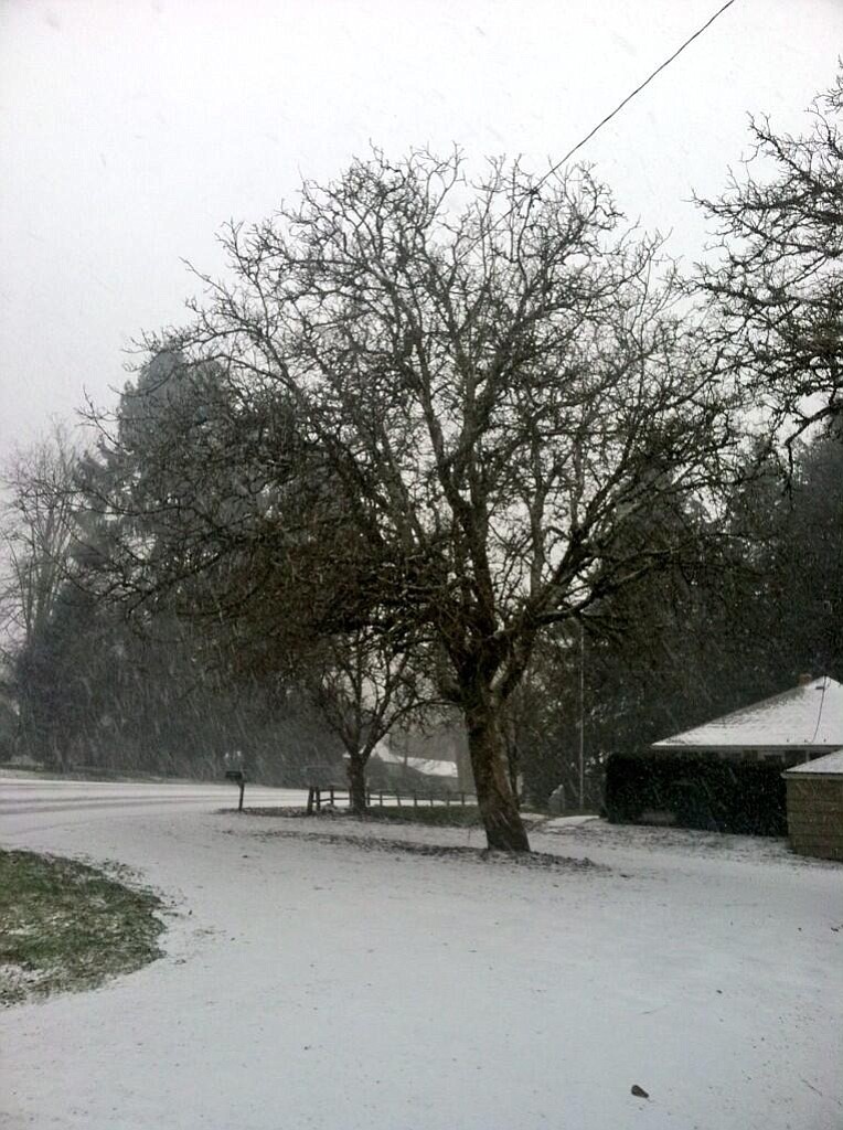 Snow falls in Ridgefield on Thursday, Feb.