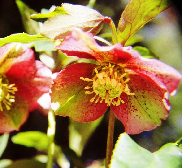 A selection of cold hardy perennial hellebores will fit perfectly into a late winter, early spring garden arrangement.