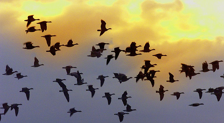 A skein of Canada geese head for the Ridgefield National Wildlife Refuge under the mantle of a golden sunset.