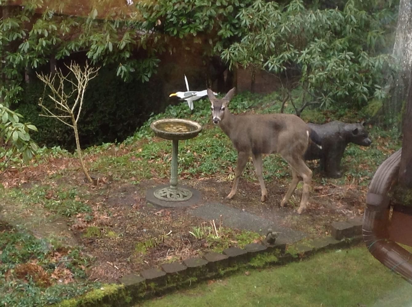Water for our visiting deer in our backyard garden in the City
of Camas.