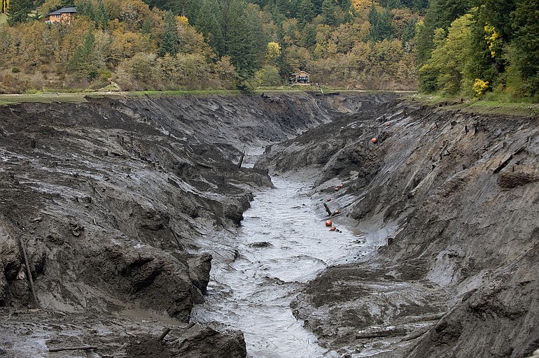 The White Salmon River cuts its new course through the sediment of Northwestern Lake after the breaching of Condit Dam, Wednesday, October 26, 2011.