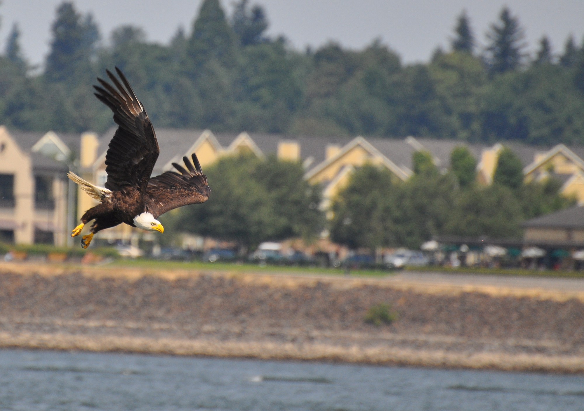 Eagle over the Columbia River