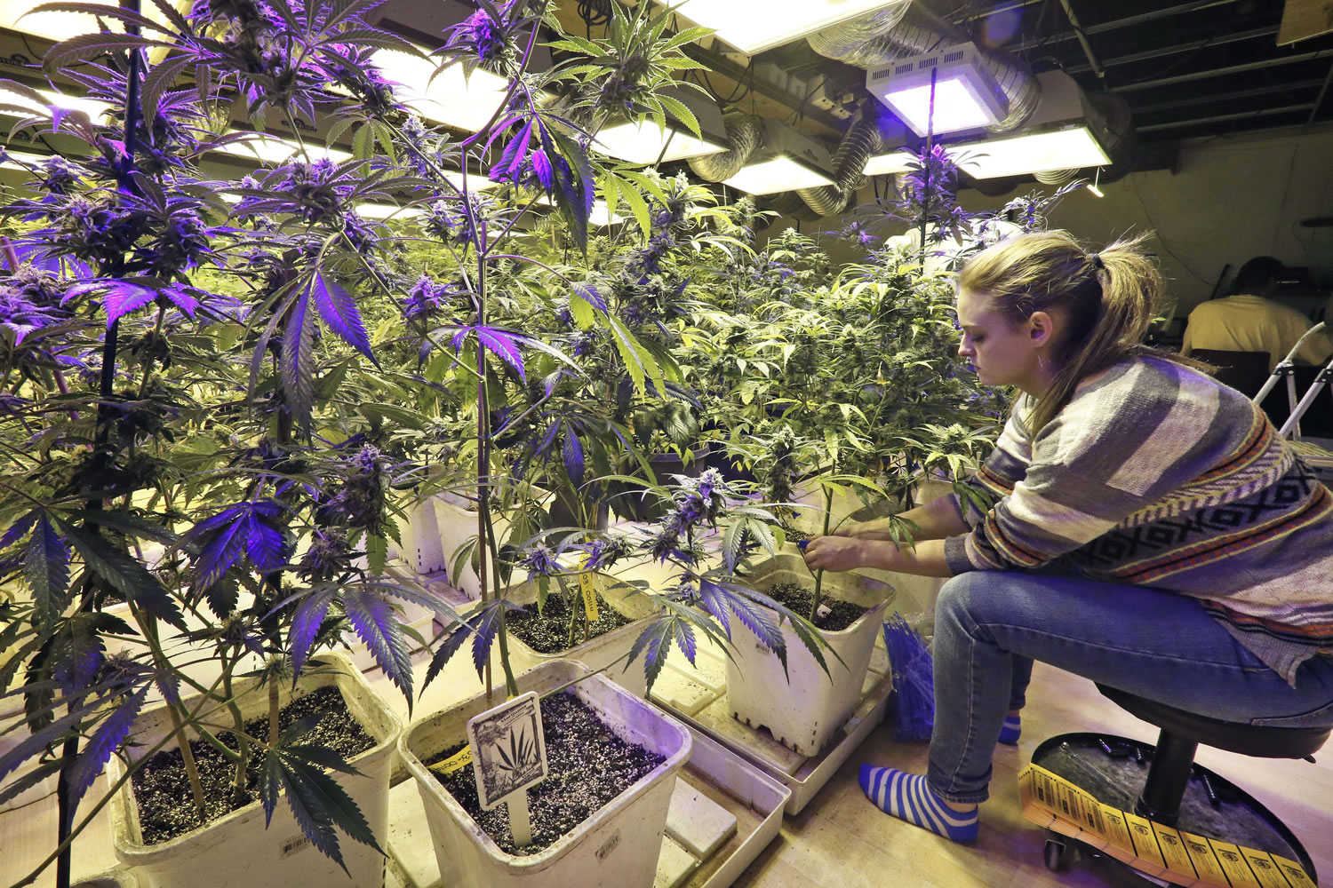 Licensed marijuana growing and processing businesses will begin operations in Washington shortly before the first sales licenses are issued, possibly by the end of March.