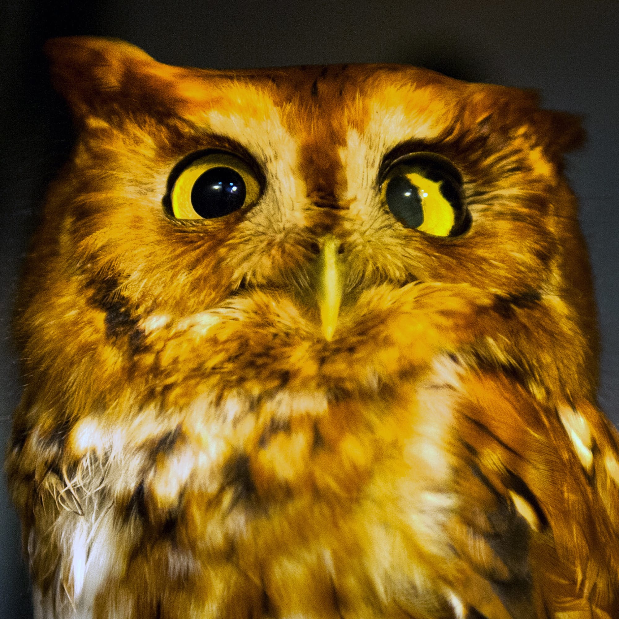 Diego, one of the injured screech owls brought to the Owl Moon Raptor Center in December; all were probably hit by cars.